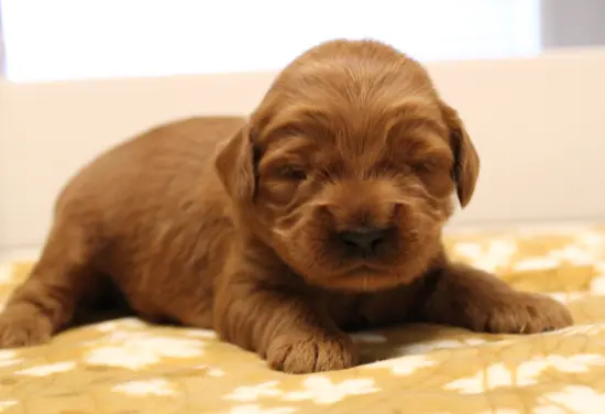 Two weeks Milo