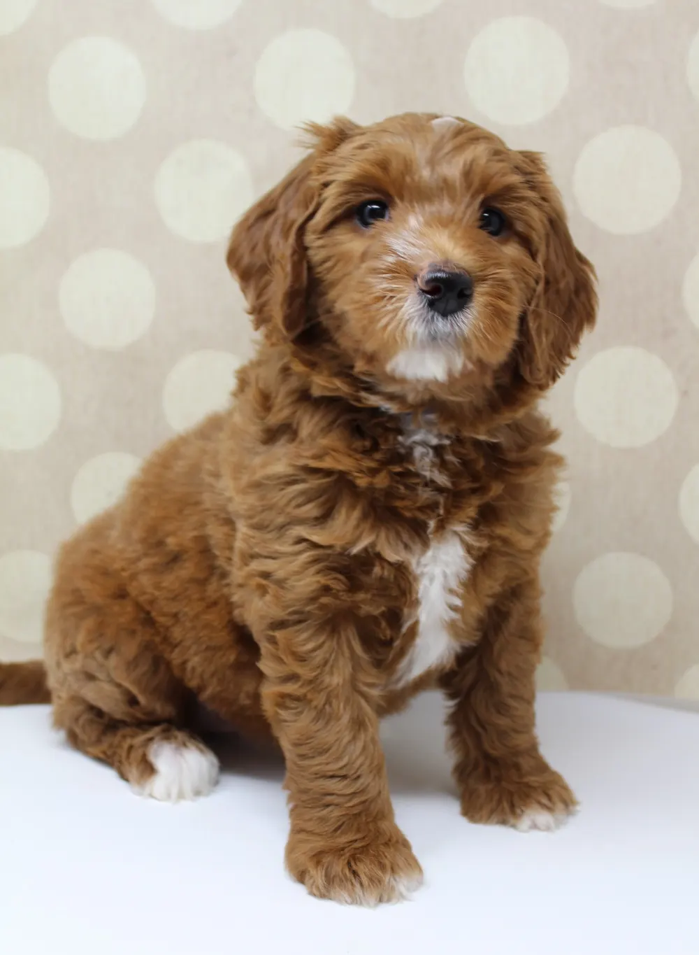 Gretel and Gunner’s puppies are home