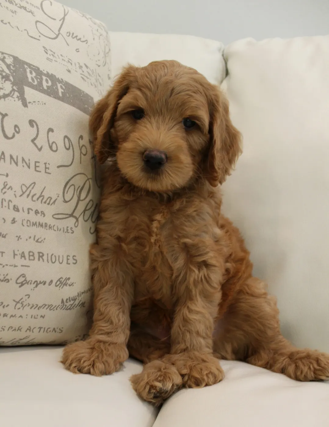 Taylor and Barkley’s puppies are home