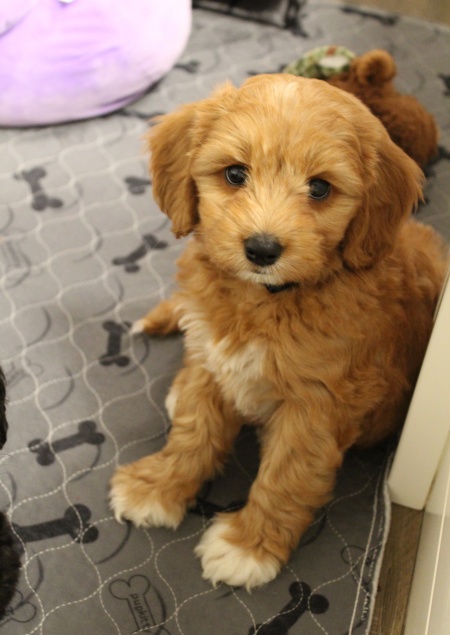 Eight weeks Keegan 3
