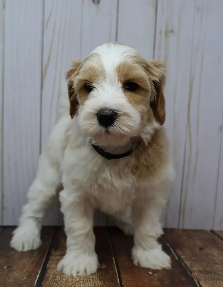 Clara Jane and Bear’s pups are home