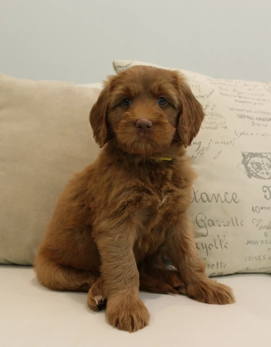 Hazel and Barkley’s puppies are home