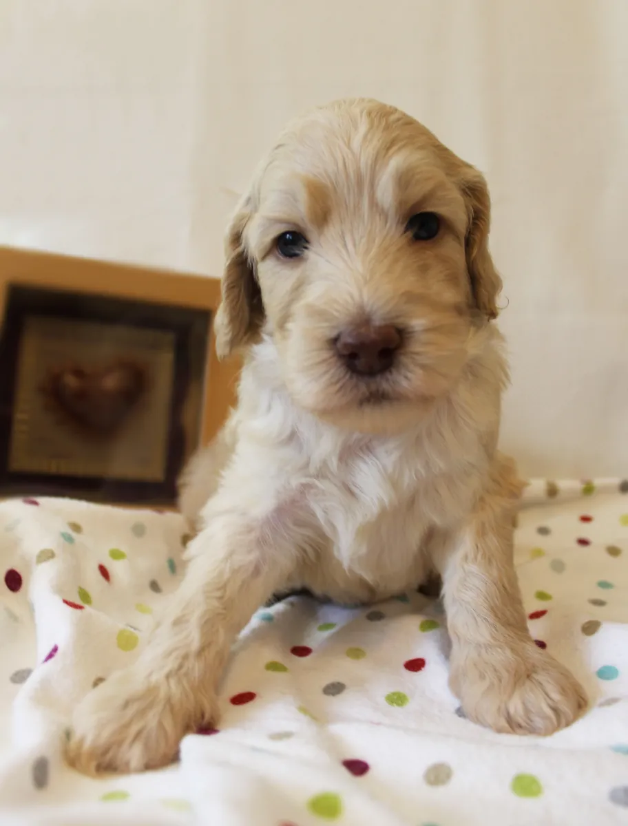 Roo and Basil’s puppies are with their forever families