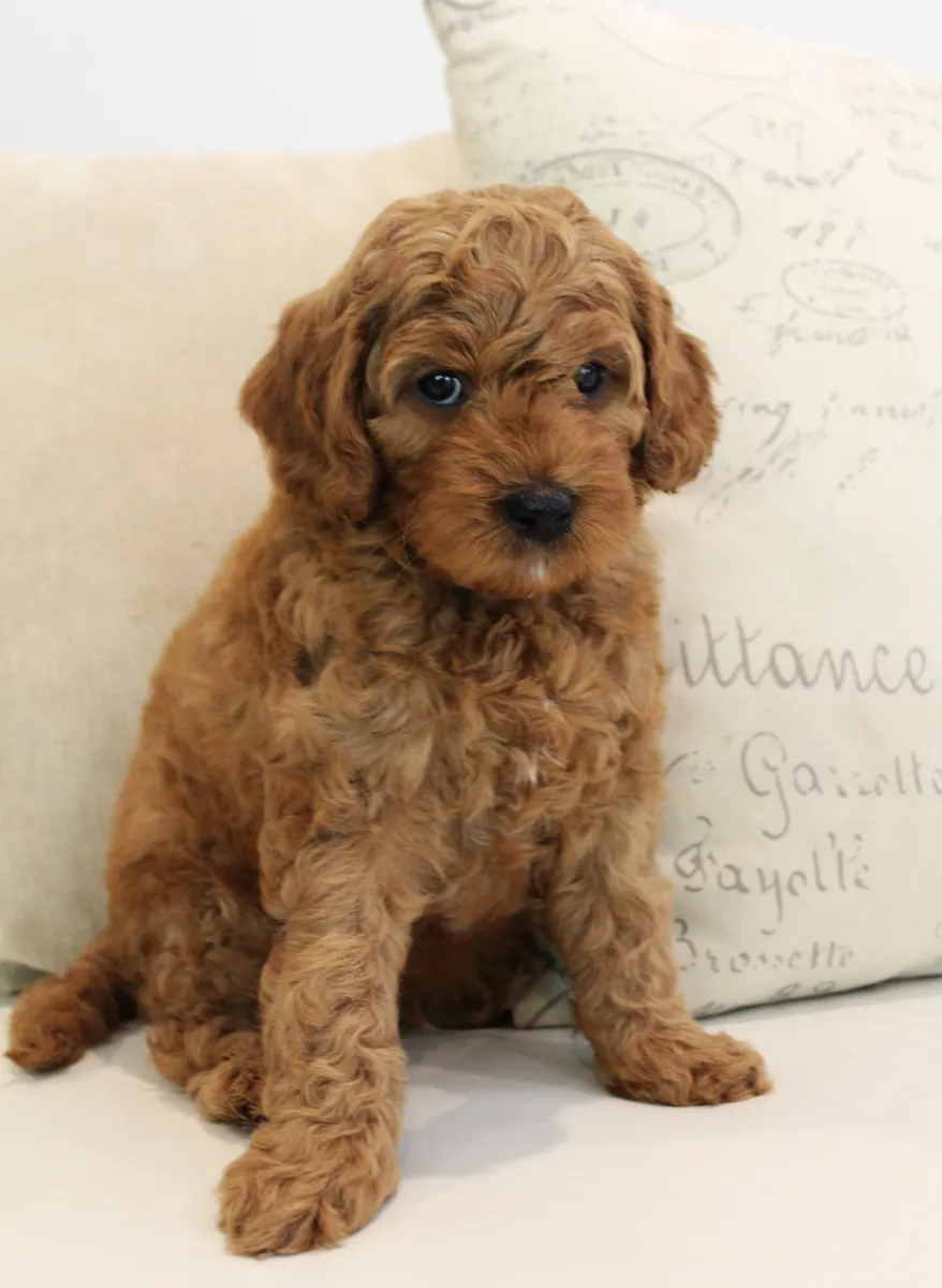 Stuart will be going home to the Curtiss family