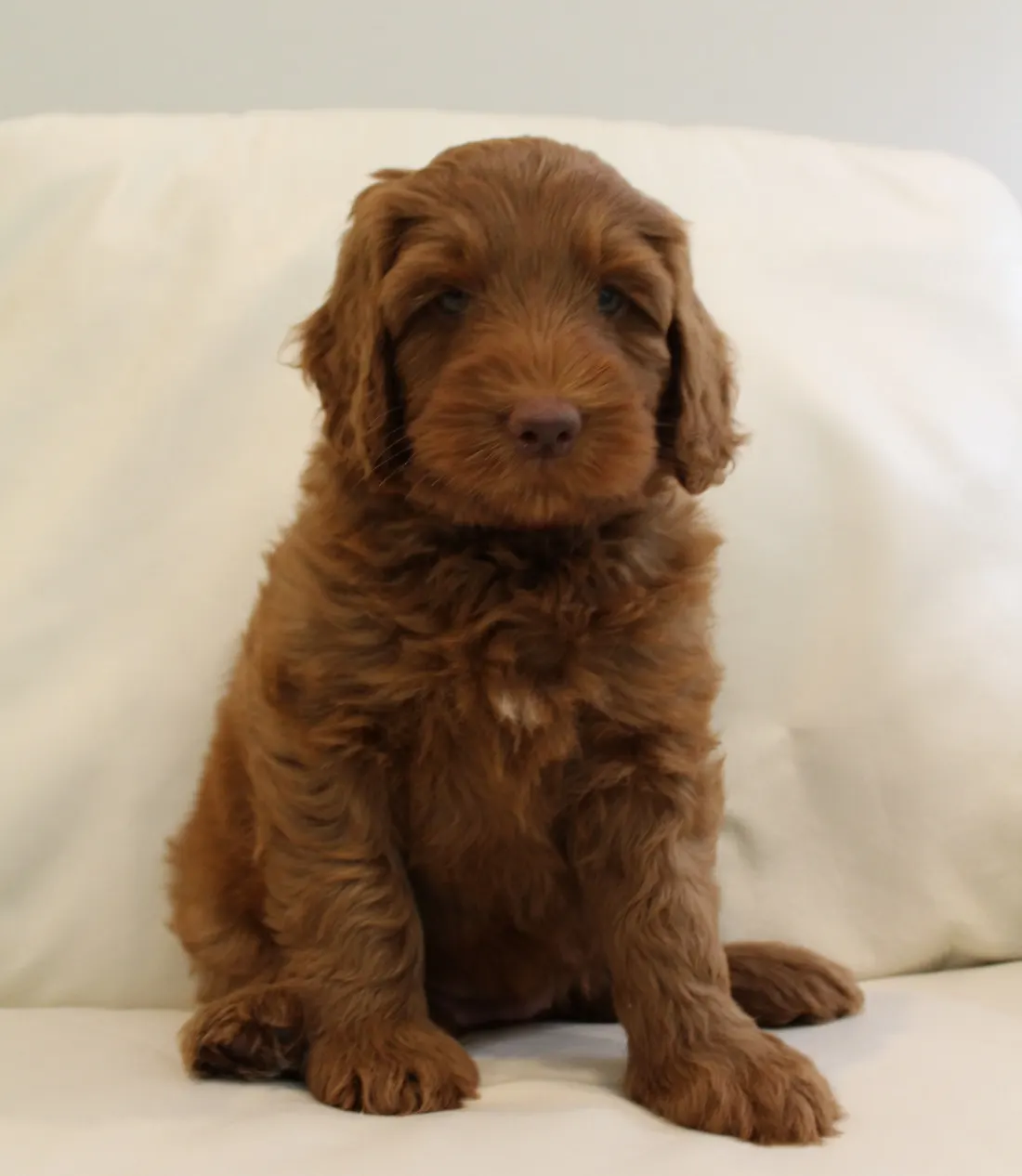 Gracie and Barkley’s litter is home