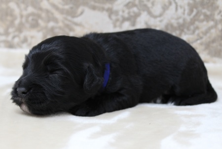 One week Kip blue collar