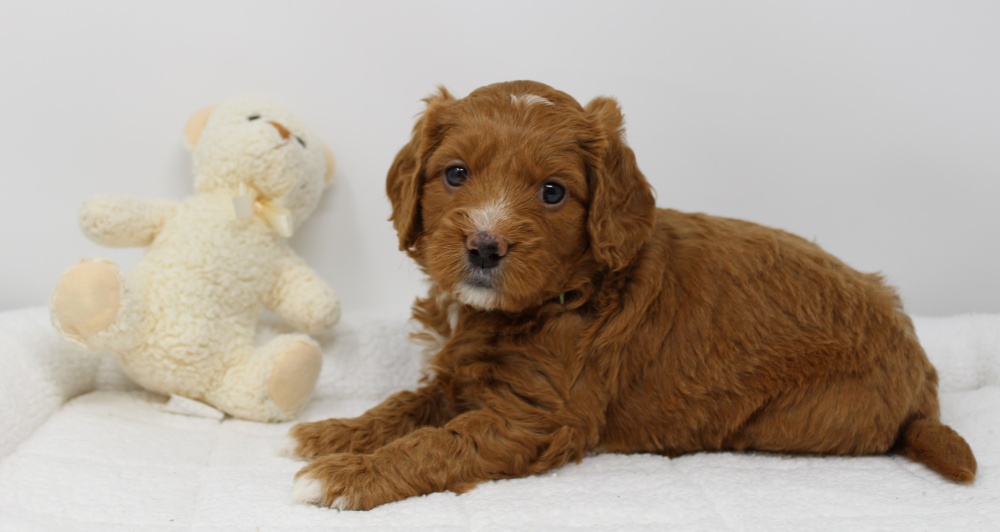 Gretel and Gunner’s puppies are home