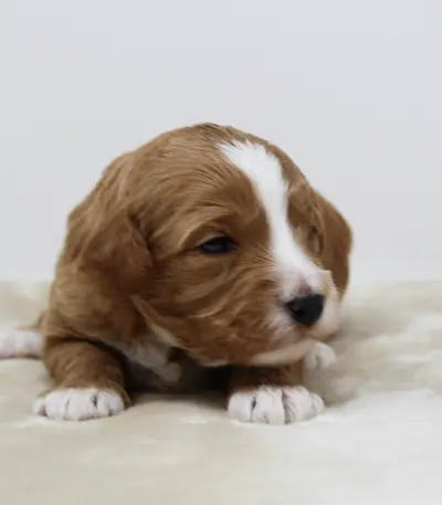 Two weeks Ally 2