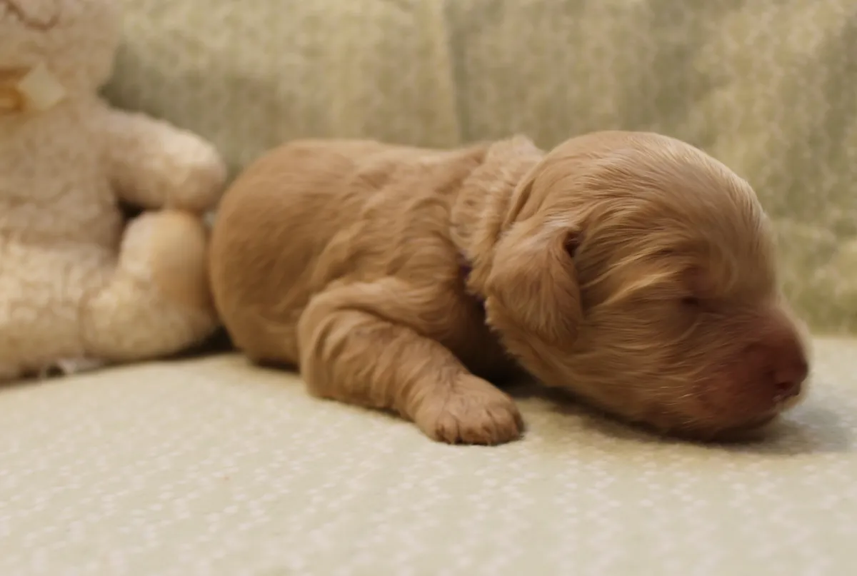 Roo and Basil’s puppies are with their forever families