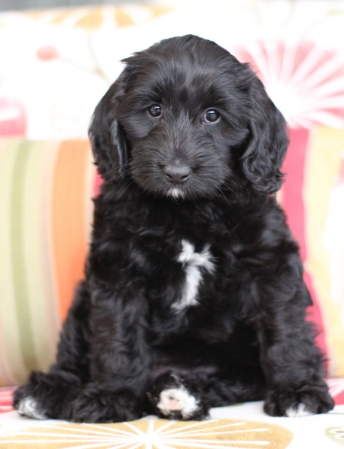 We have two puppies available