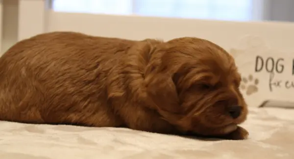 best labradoodle breeder therapy dogs Oregon