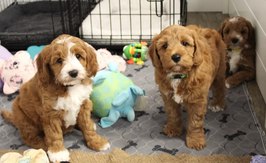 We have puppies available