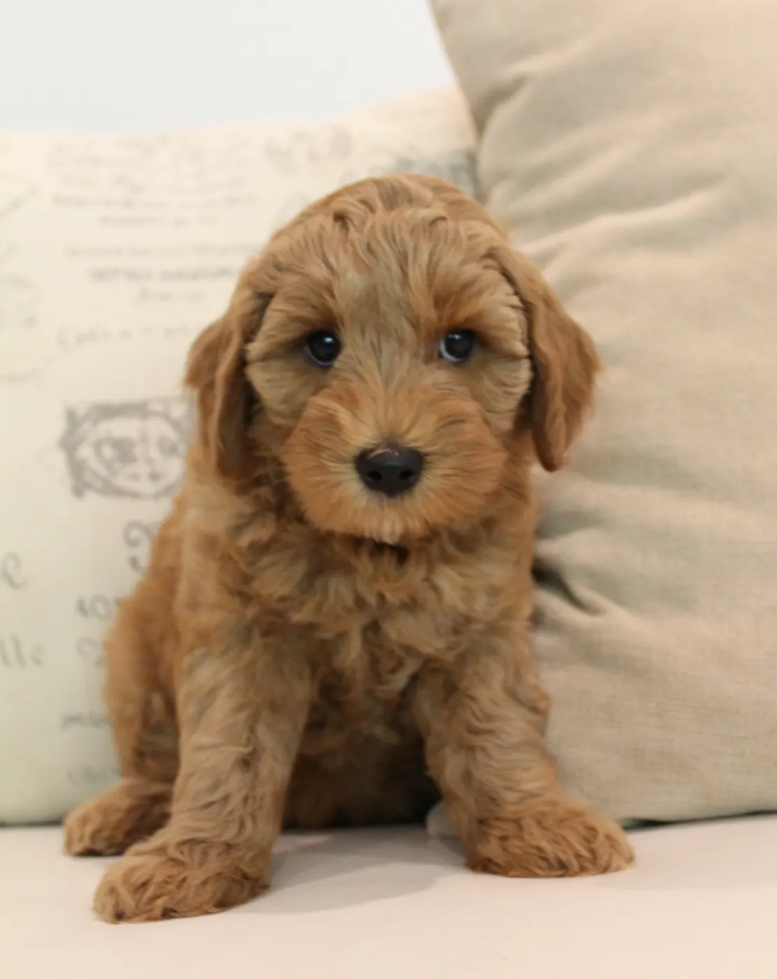 Ally and Watson’s litter is home