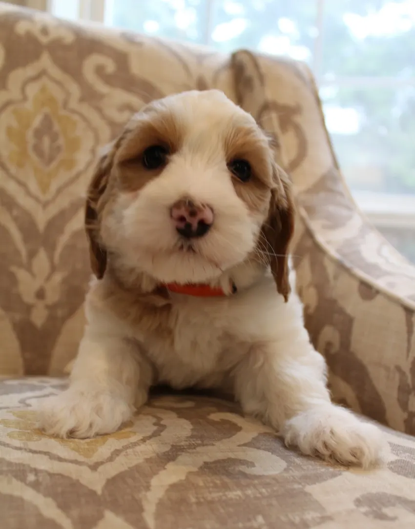 Clara Jane and Bear’s pups are home