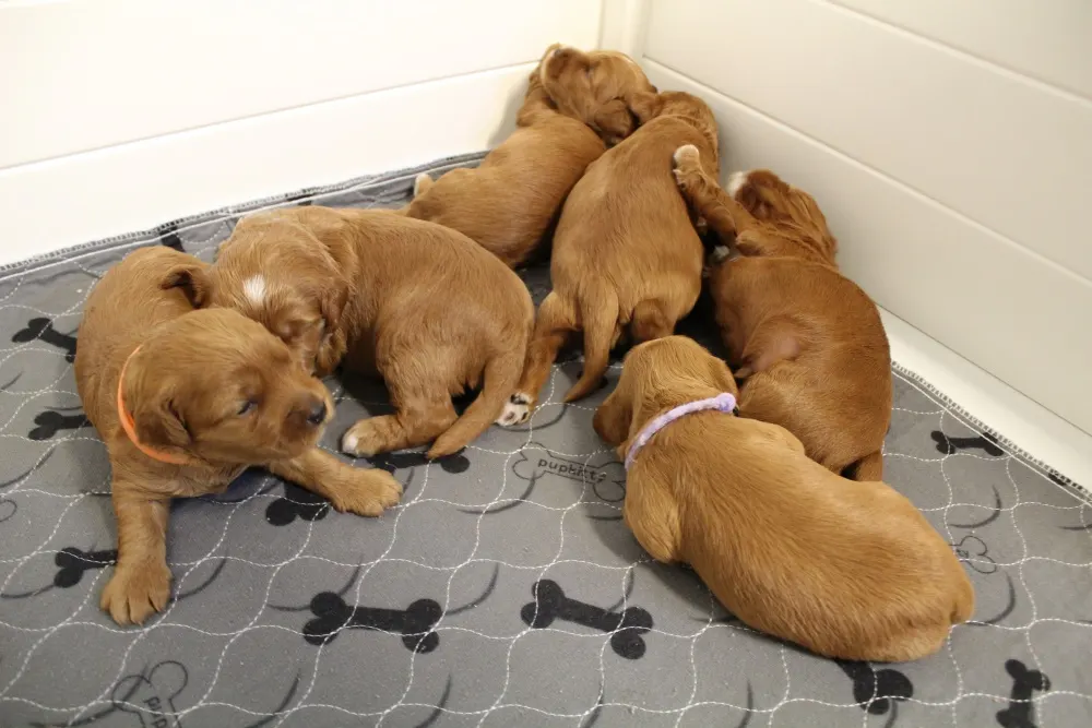 Ally and Watson’s litter is home