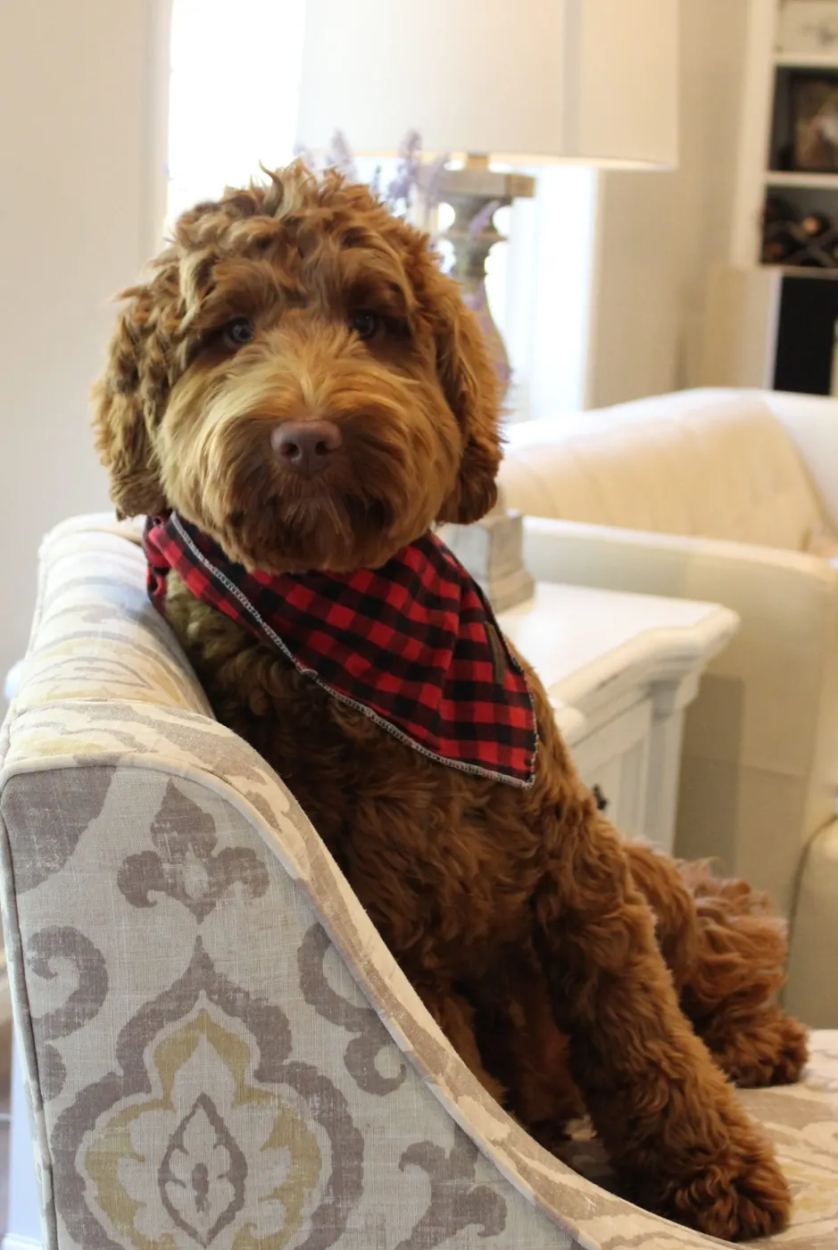 Lola, Valley Vineyard Labradoodle