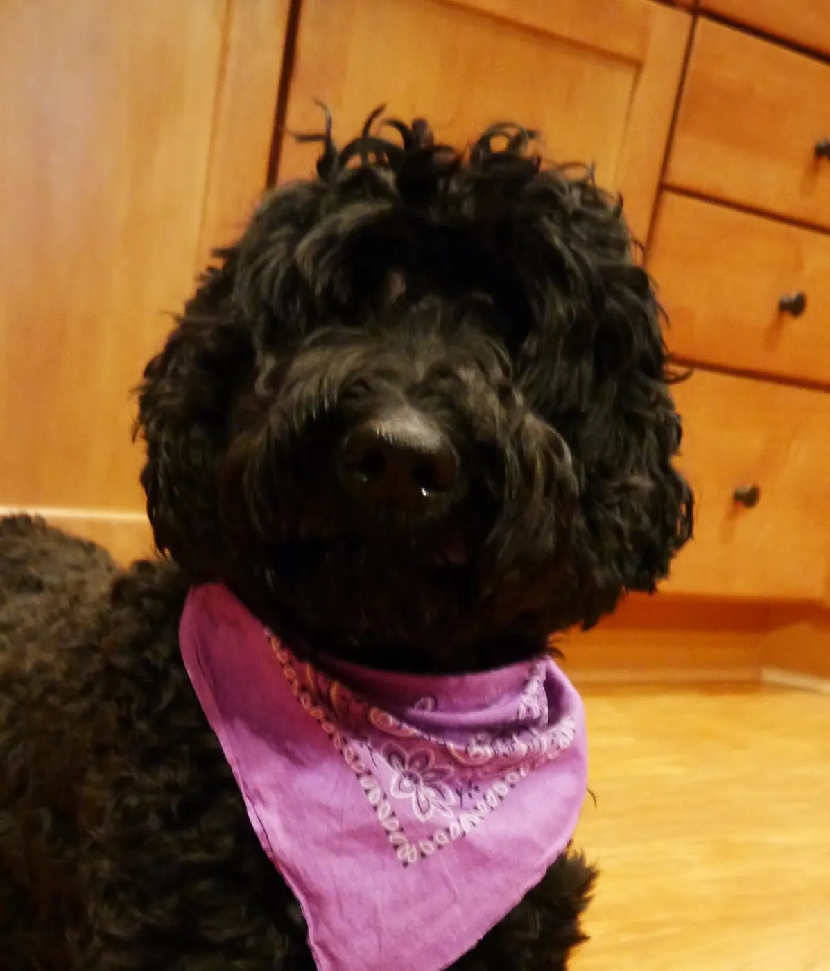 Photo Galley of Valley Vineyard Labradoodles