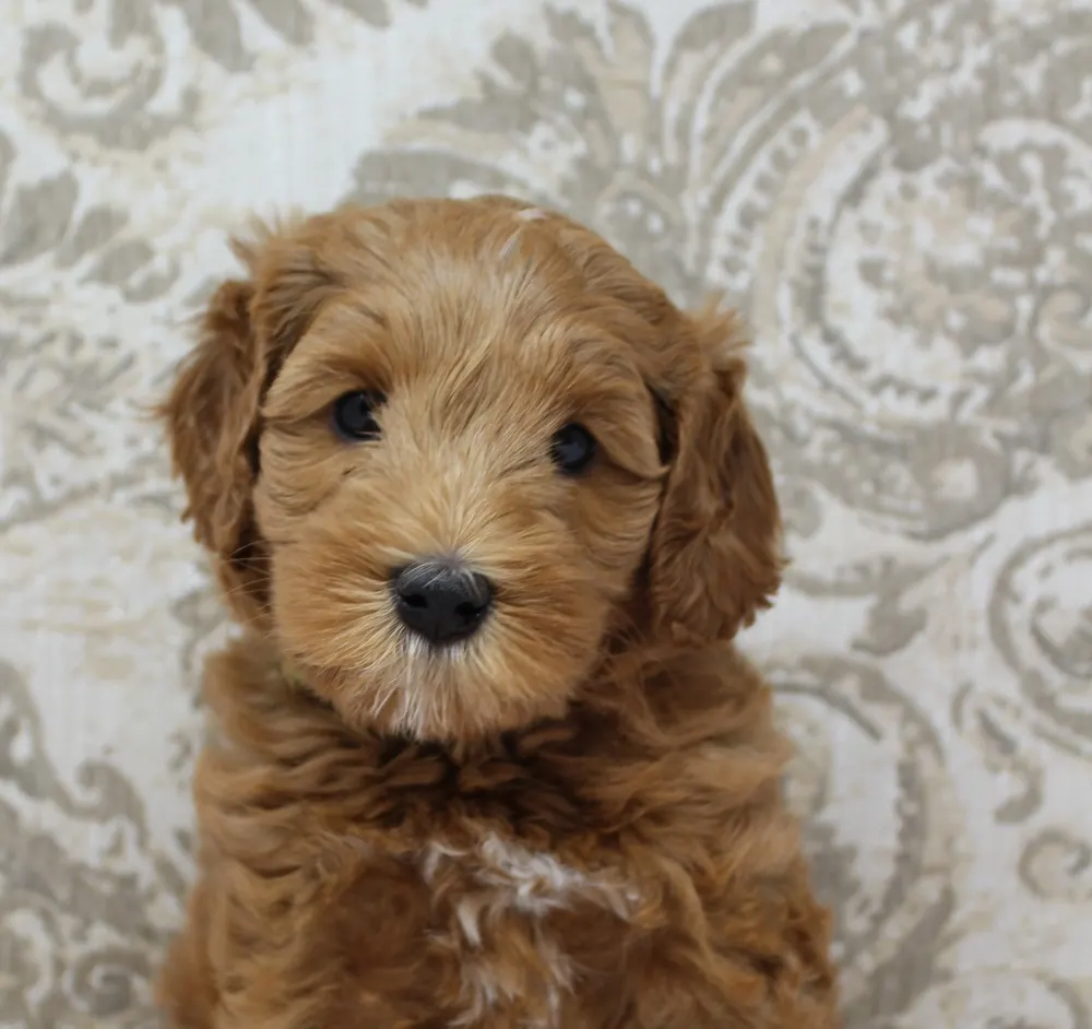 Ally and Watson’s litter is home