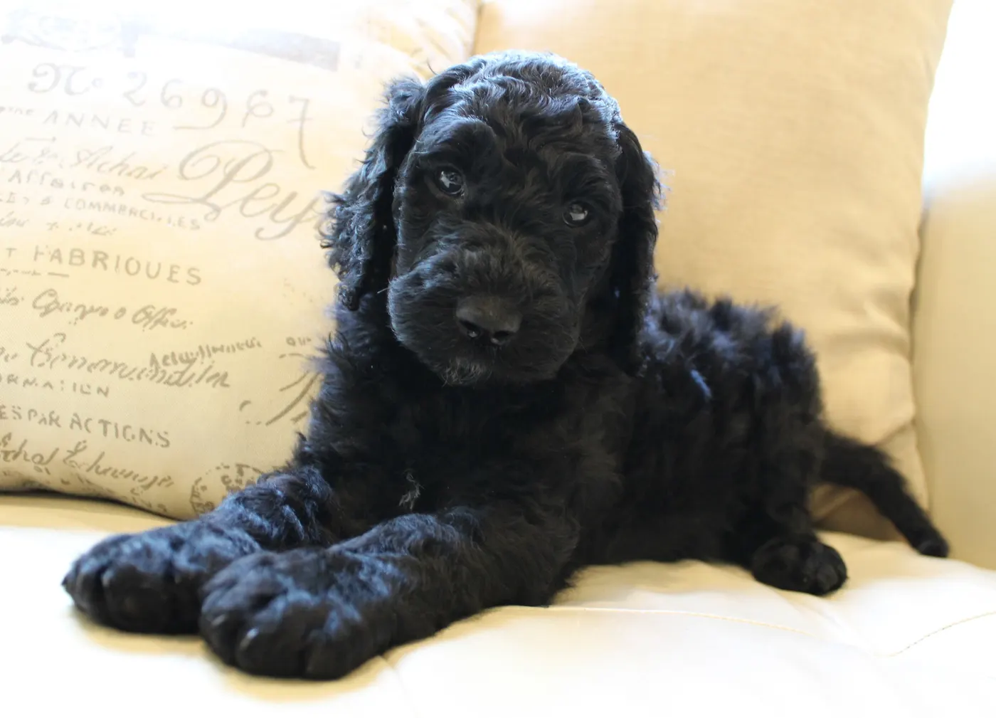 black labradoodles Oregon puppies