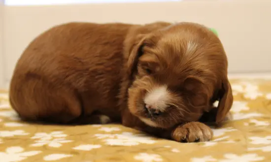 Two weeks Max