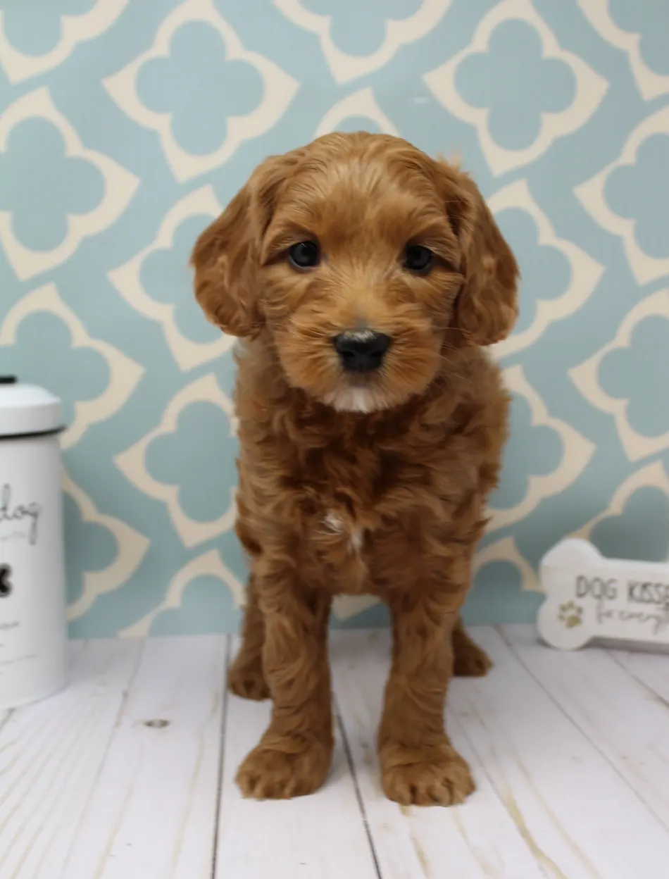 Emma and Watson’s puppies are home