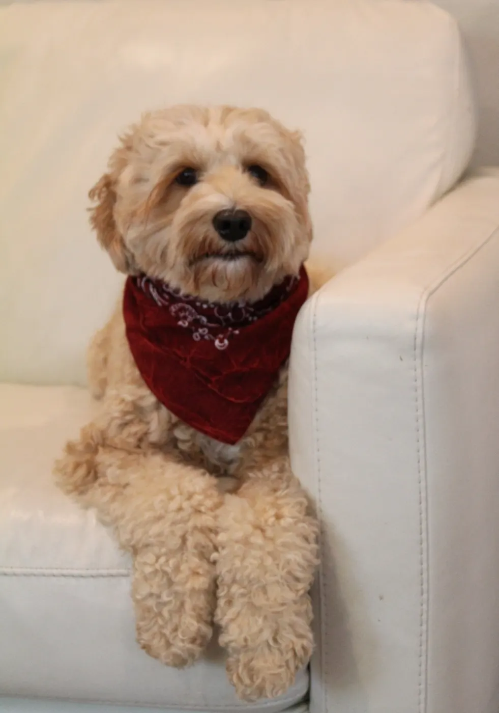 Ava brings us red and apricot minis from our therapy lines