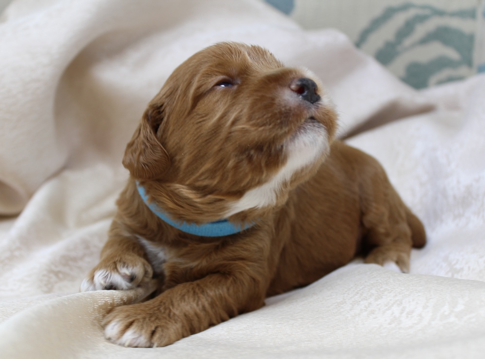 Ally and Watson’s litter is home