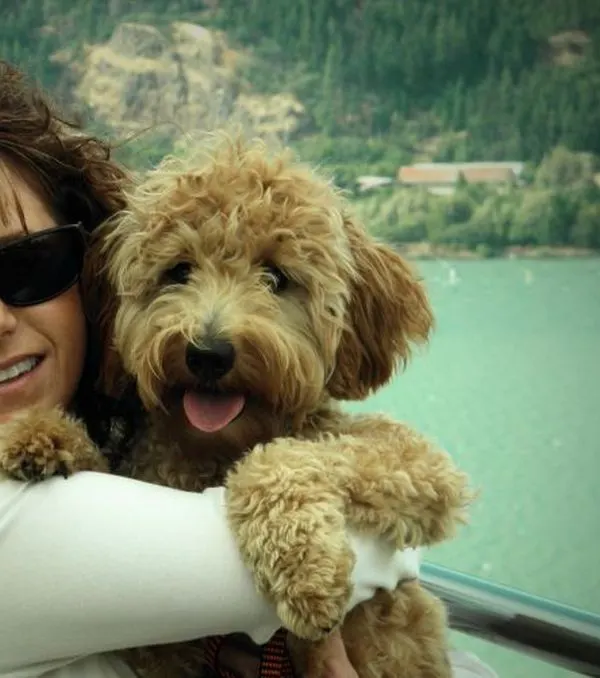 best labradoodle breeder