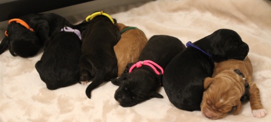 Litter five days 9