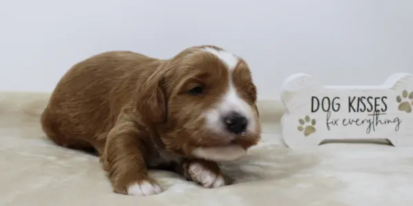 Two weeks Arthur 1