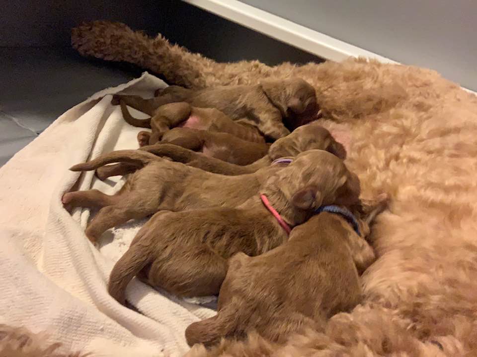 Bella and Gunner’s Bumble Bee puppies are home