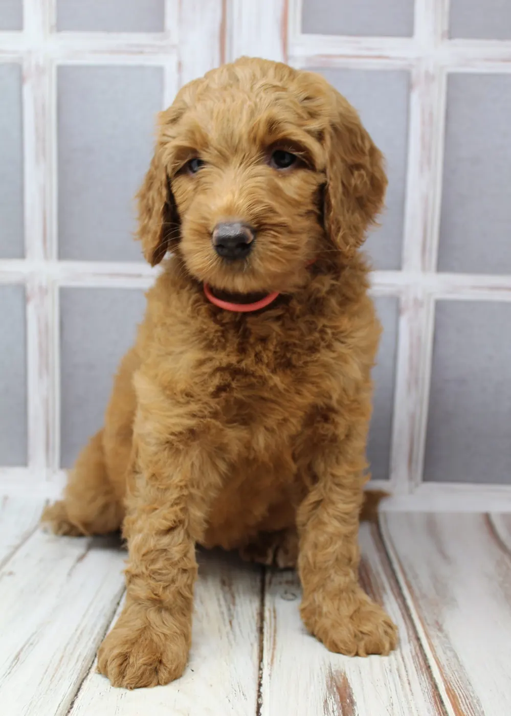 Bella and Gunner’s Bumble Bee puppies are home