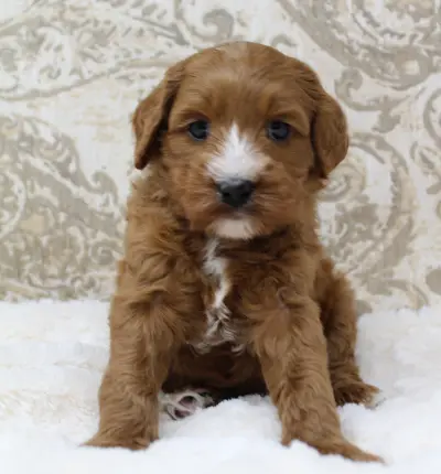 Five weeks Max 2