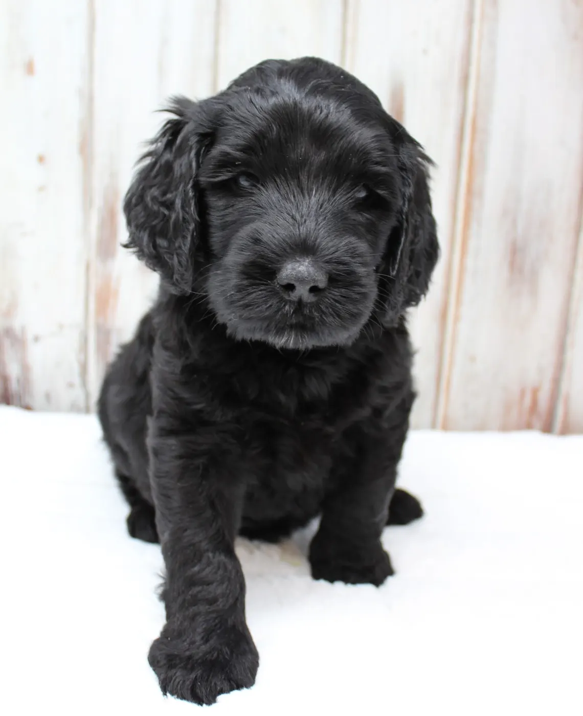 Gracie’s puppies are with their forever families