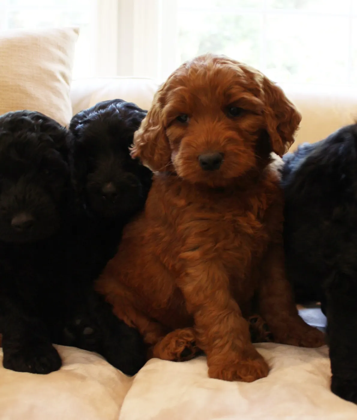 Gracie’s puppies are with their forever families