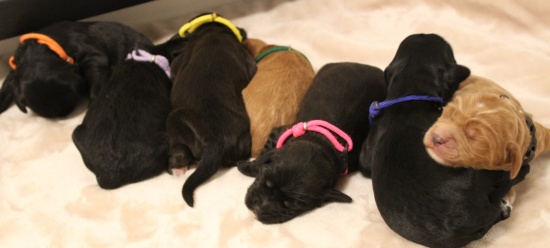 Puppy Culture breeder puppies labradoodles