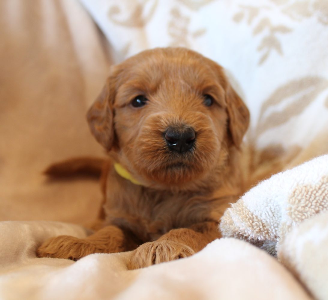 Beaverton Oregon Australian Labradoodles now