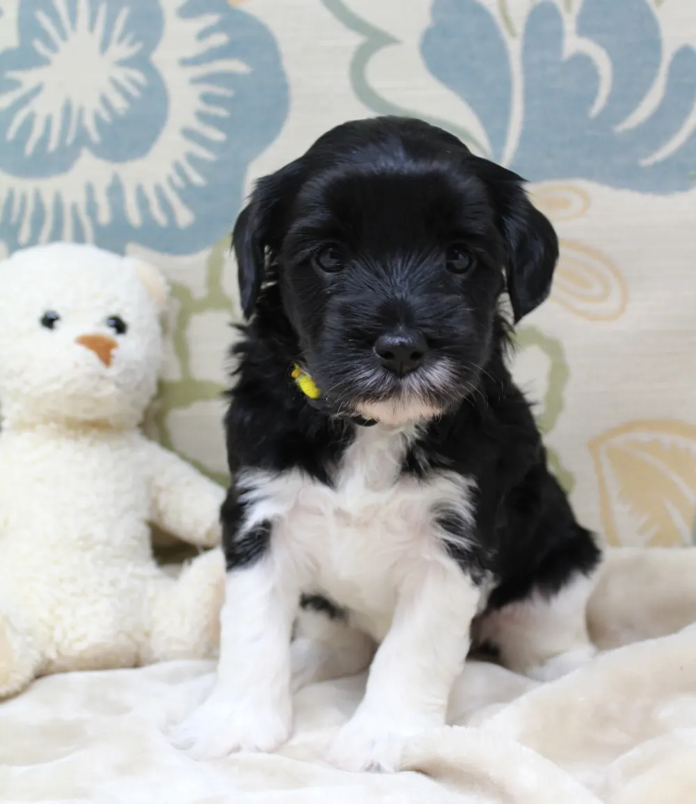Clara Jane and Bear’s pups are home