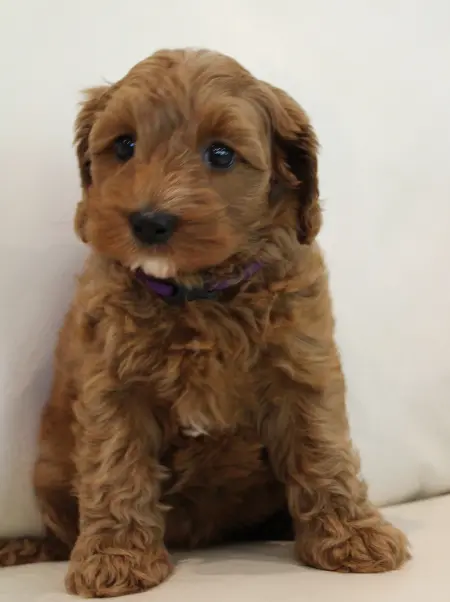 Seven weeks Mandy