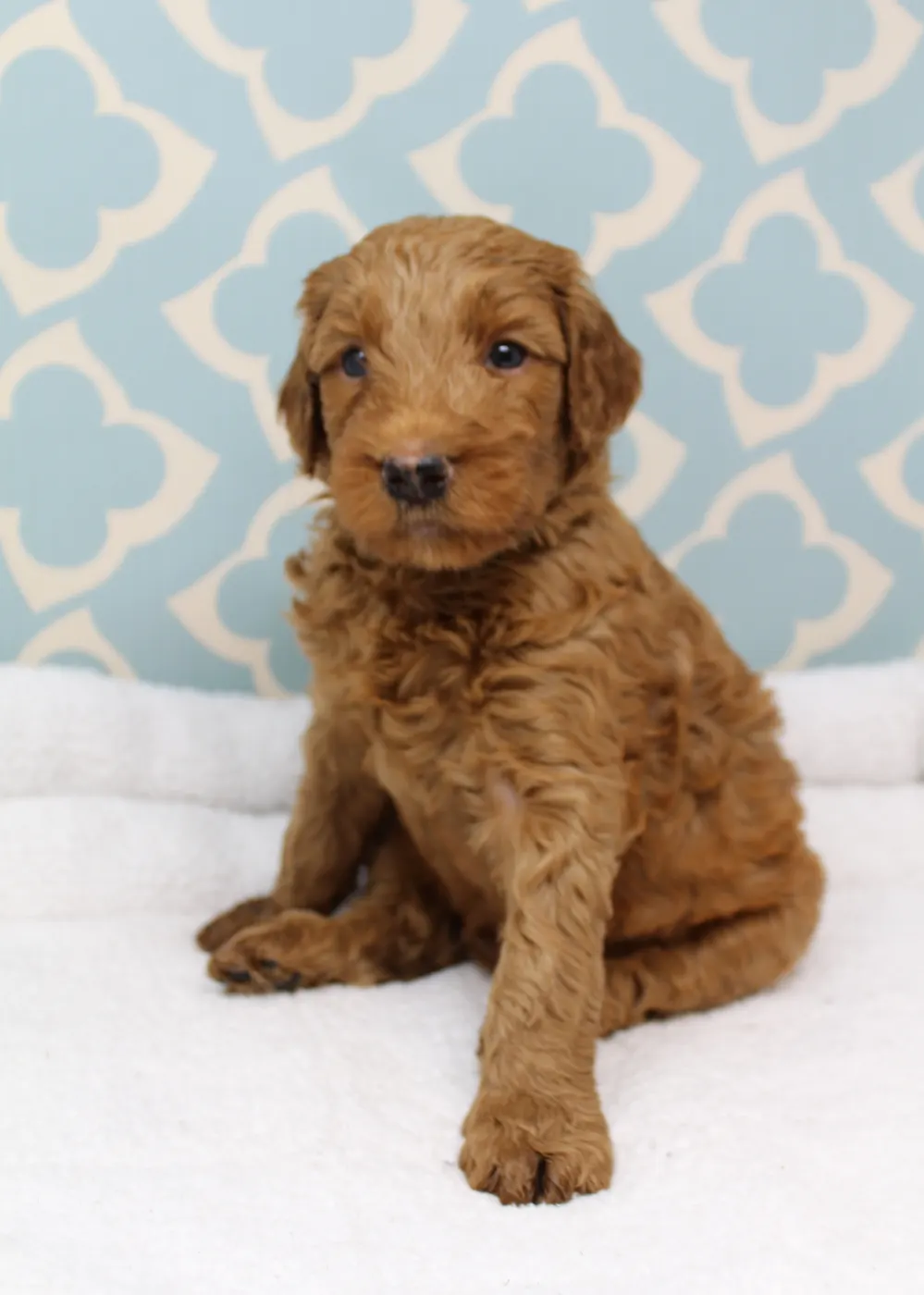 Bella and Gunner’s Bumble Bee puppies are home