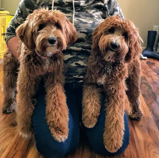 Two apricot Labradoodles sitting side by side against their person's knees on a wood floor