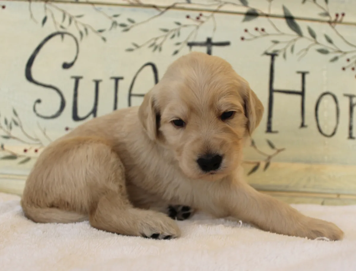 Roo and Basil’s puppies are with their forever families