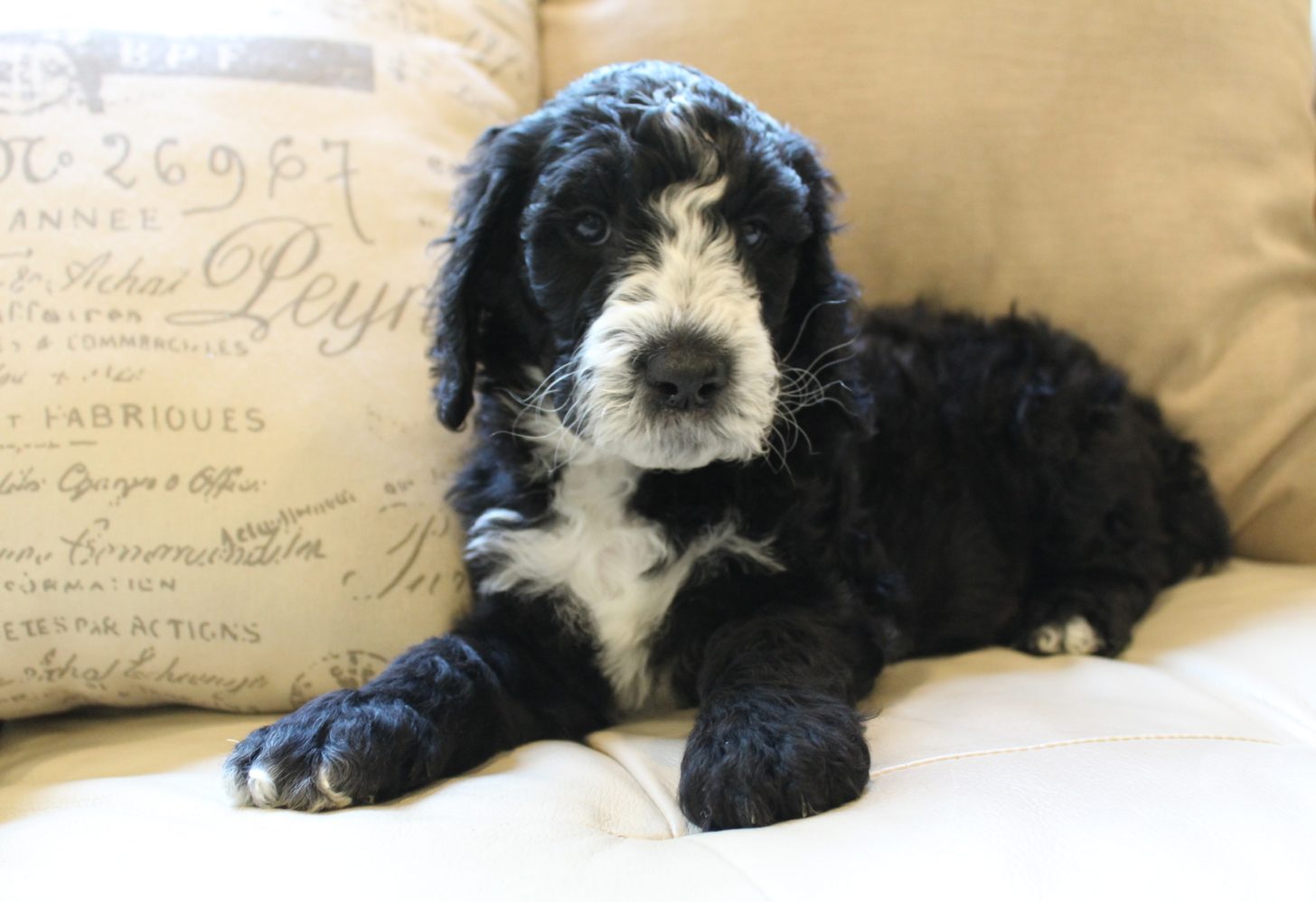 puppy culture breeders Oregon Washington