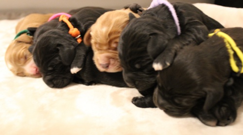 Kylie and Nelson's puppies are here!