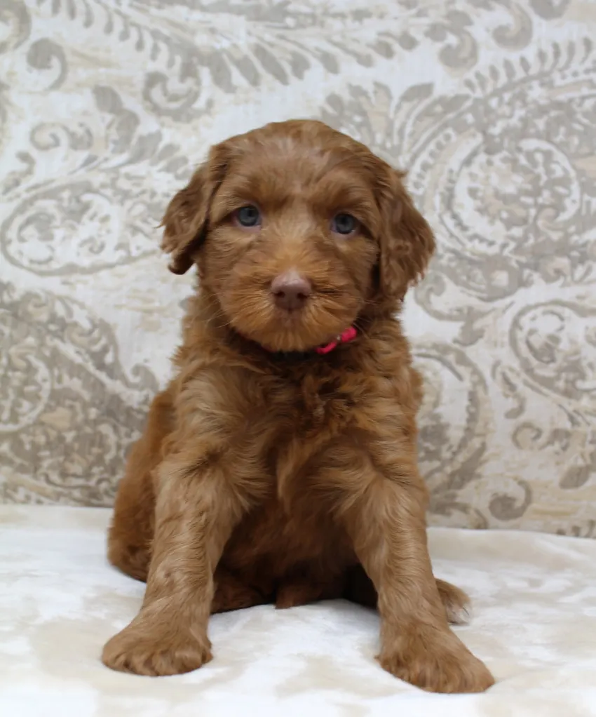 Hazel and Barkley’s puppies are home
