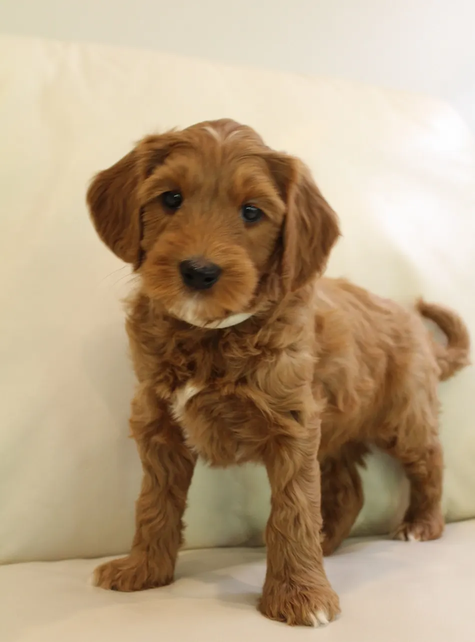 Emma and Watson’s puppies are home