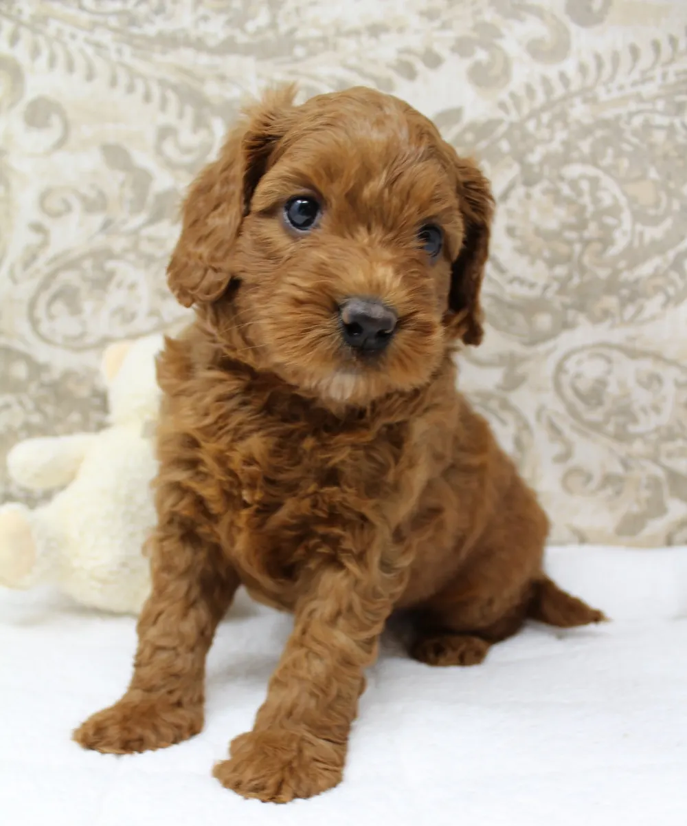 Gretel and Gunner’s puppies are home