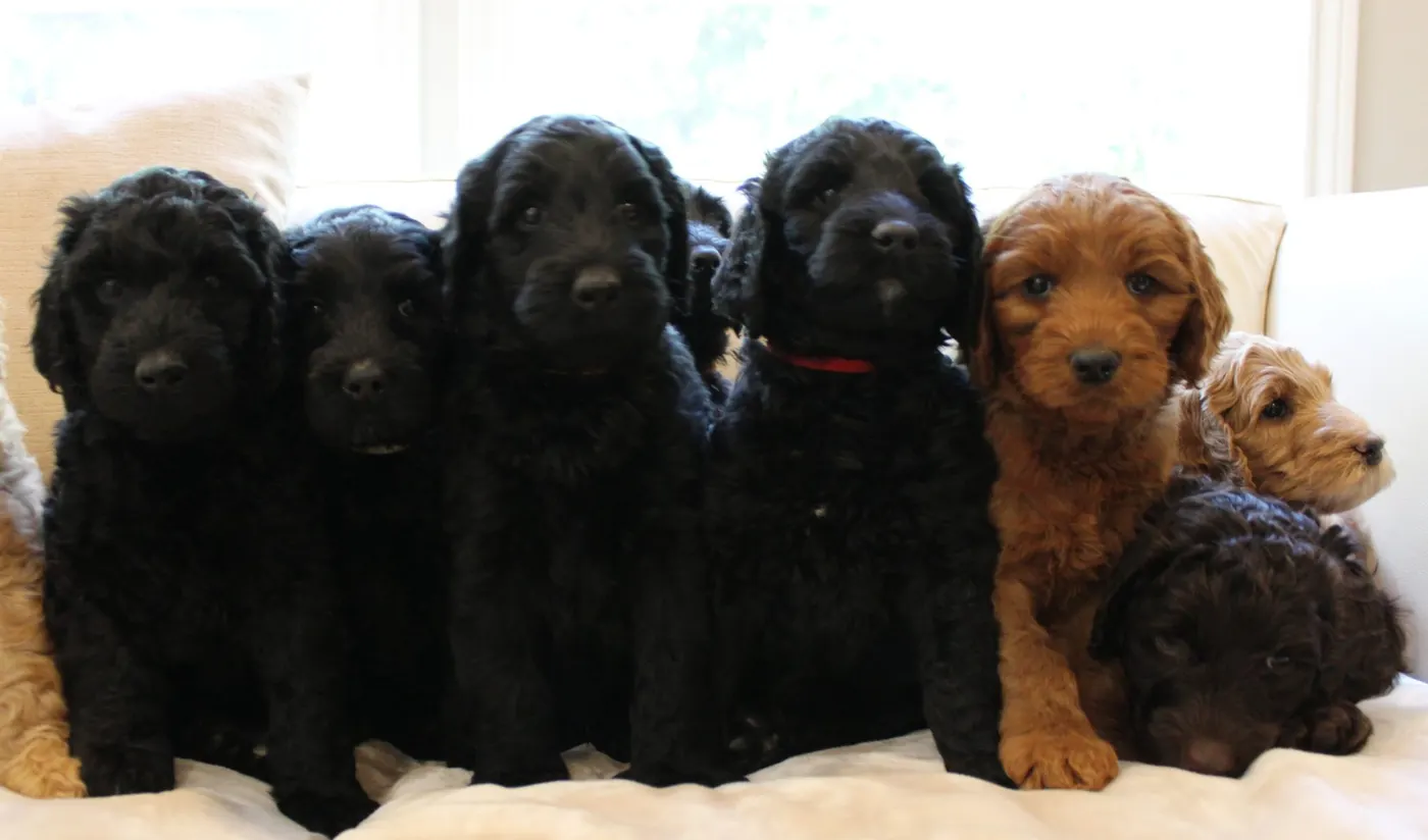 Gracie’s puppies are with their forever families