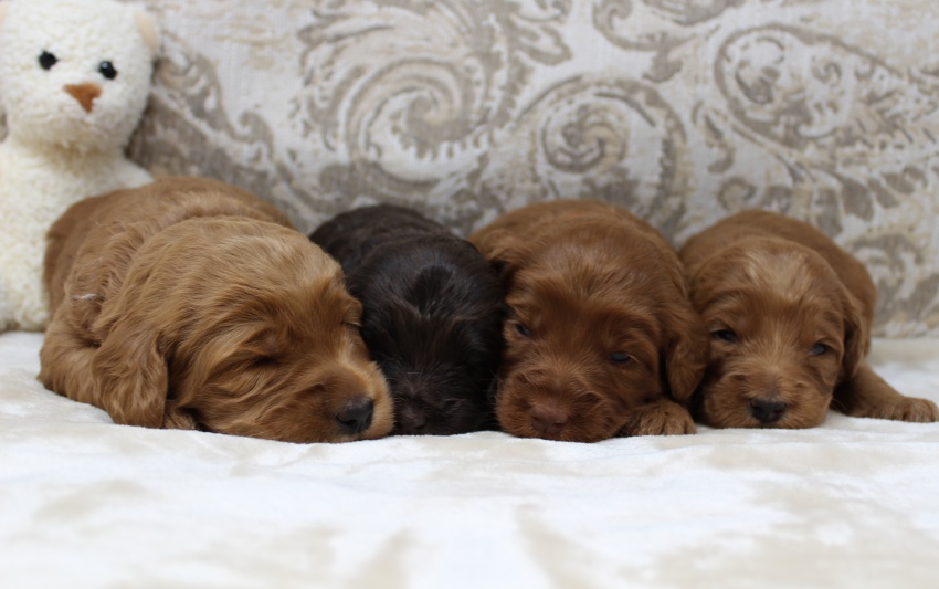 Gracie and Barkley’s litter is home