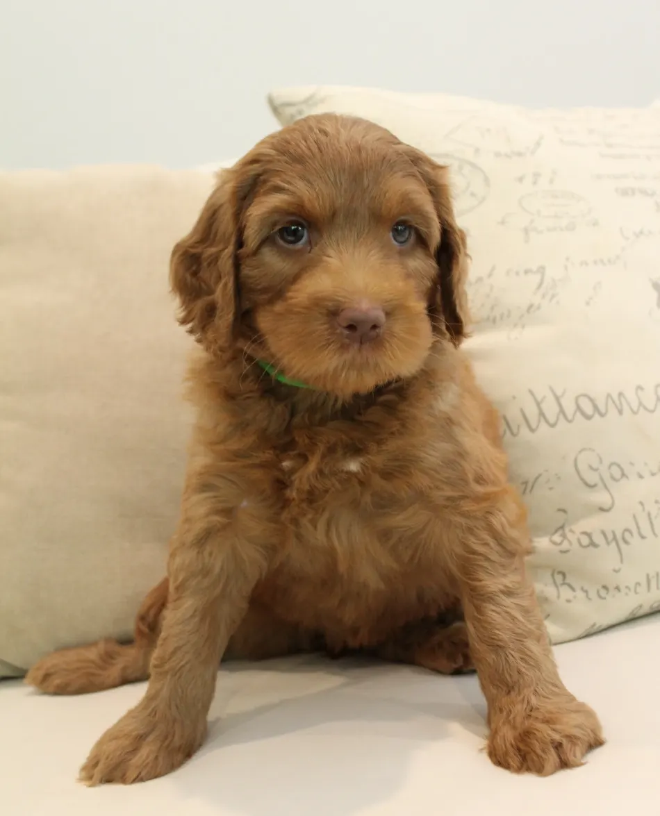 large labradoodle puppies now